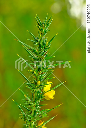Gorse Bush Gorse Bush 130740993
