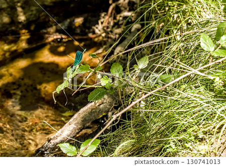 Blue-Green Dragonfly on Sunlit Branch 130741013