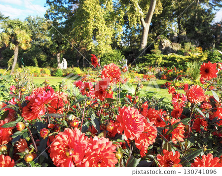 Red dahlia flowerbed in Parc Monceau in Paris Red dahlia flowerbed in Parc Monceau in Paris 130741096