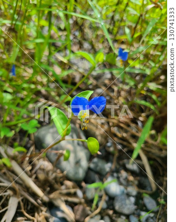 草叢中盛開的黃花菜 草叢中盛開的黃花菜 130741333