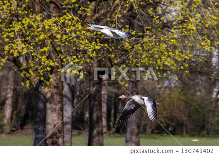 The flying greylag goose, Anser anser is a species of large goose The flying greylag goose, Anser anser is a species of large goose 130741402