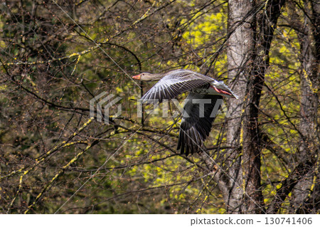 The flying greylag goose, Anser anser is a species of large goose 130741406