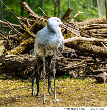 The Blue Crane, Grus paradisea, is an endangered bird 130741407