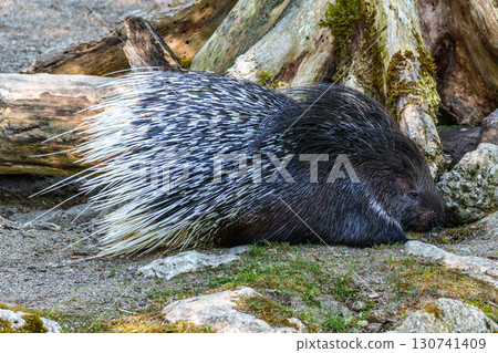 Indian crested Porcupine, Hystrix indica in a german nature park Indian crested Porcupine, Hystrix indica in a german nature park 130741409
