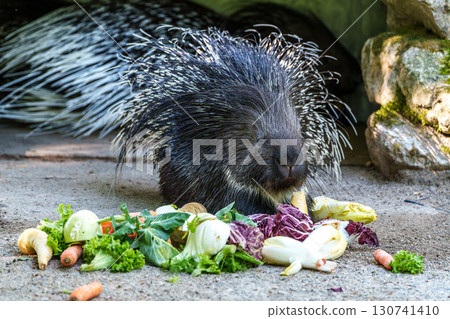 Indian crested Porcupine, Hystrix indica in a german nature park Indian crested Porcupine, Hystrix indica in a german nature park 130741410