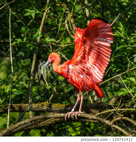 The Scarlet ibis, Eudocimus ruber is a species of ibis in the bird family Threskiornithidae. The Scarlet ibis, Eudocimus ruber is a species of ibis in the bird family Threskiornithidae. 130741412