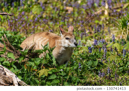 The agile wallaby, Macropus agilis also known as the sandy wallaby The agile wallaby, Macropus agilis also known as the sandy wallaby 130741413