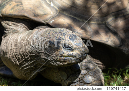 Aldabra giant tortoise, Curieuse Marine National Park, Curieuse, Seychelles Aldabra giant tortoise, Curieuse Marine National Park, Curieuse, Seychelles 130741417