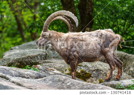 Alpine ibex, Capra ibex is a species of wild goat that lives in the mountains of the European Alps. 130741418
