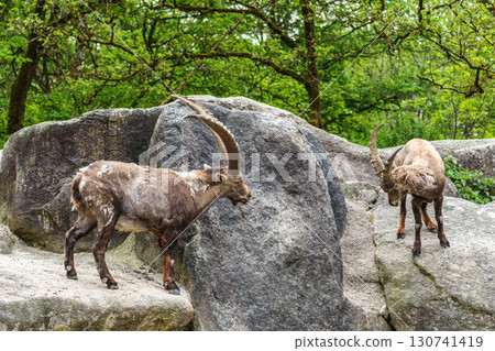 Alpine ibex, Capra ibex is a species of wild goat that lives in the mountains of the European Alps. Alpine ibex, Capra ibex is a species of wild goat that lives in the mountains of the European Alps. 130741419