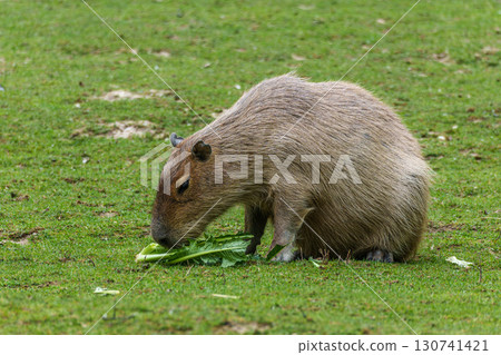 Capybara, Hydrochoerus hydrochaeris grazing on fresh green grass 130741421