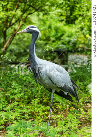 Demoiselle Crane, Anthropoides virgo are living in the bright green meadow during the day time Demoiselle Crane, Anthropoides virgo are living in the bright green meadow during the day time 130741425