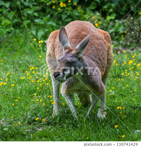 The red kangaroo, Macropus rufus is the largest of all kangaroos and the largest extant marsupial. The red kangaroo, Macropus rufus is the largest of all kangaroos and the largest extant marsupial. 130741429