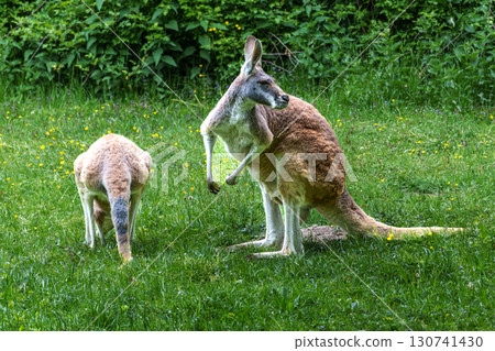 The red kangaroo, Macropus rufus is the largest of all kangaroos and the largest extant marsupial. 130741430