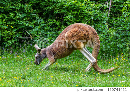 The red kangaroo, Macropus rufus is the largest of all kangaroos and the largest extant marsupial. The red kangaroo, Macropus rufus is the largest of all kangaroos and the largest extant marsupial. 130741431
