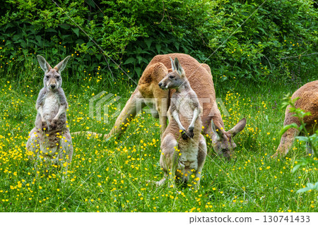 The red kangaroo, Macropus rufus is the largest of all kangaroos and the largest extant marsupial. 130741433