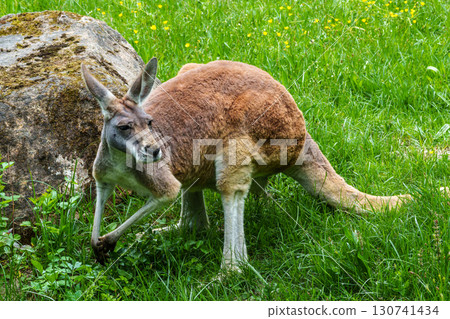 The red kangaroo, Macropus rufus is the largest of all kangaroos and the largest extant marsupial. The red kangaroo, Macropus rufus is the largest of all kangaroos and the largest extant marsupial. 130741434