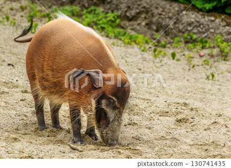 Red river hog, Potamochoerus porcus, also known as the bush pig. Red river hog, Potamochoerus porcus, also known as the bush pig. 130741435