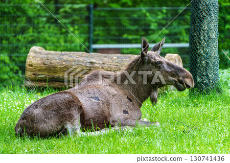 European Moose, Alces alces, also known as the elk European Moose, Alces alces, also known as the elk 130741436