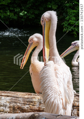 White Pelican, Pelecanus onocrotalus also known as the Eastern White Pelican White Pelican, Pelecanus onocrotalus also known as the Eastern White Pelican 130741437