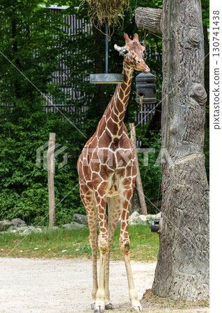 The giraffe, Giraffa camelopardalis is an African mammal 130741438