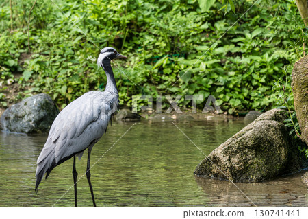 Demoiselle Crane, Anthropoides virgo are living in the bright green meadow during the day time Demoiselle Crane, Anthropoides virgo are living in the bright green meadow during the day time 130741441