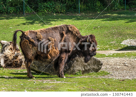 American buffalo known as bison, Bos bison in a german park 130741443