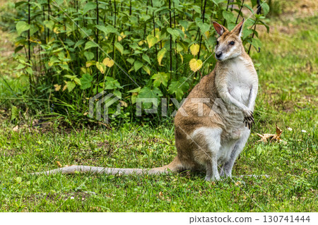The agile wallaby, Macropus agilis also known as the sandy wallaby 130741444
