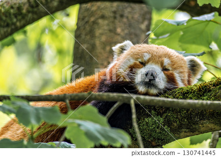 The red panda, Ailurus fulgens, also called the lesser panda. 130741445