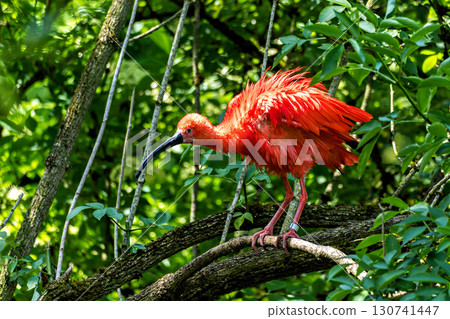 The Scarlet ibis, Eudocimus ruber is a species of ibis in the bird family Threskiornithidae. The Scarlet ibis, Eudocimus ruber is a species of ibis in the bird family Threskiornithidae. 130741447
