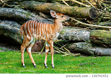Baby Nyala Antelope - Tragelaphus angasii. Wild life animal. Baby Nyala Antelope - Tragelaphus angasii. Wild life animal. 130741452