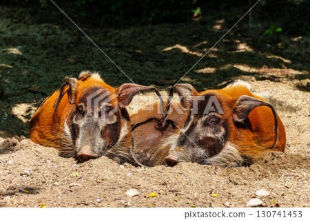 Red river hog, Potamochoerus porcus, also known as the bush pig. 130741453