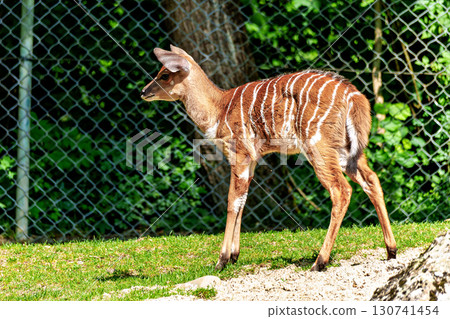 Baby Nyala Antelope - Tragelaphus angasii. Wild life animal. Baby Nyala Antelope - Tragelaphus angasii. Wild life animal. 130741454