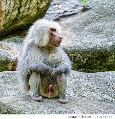 The hamadryas baboon, Papio hamadryas is a species of baboon 130741457