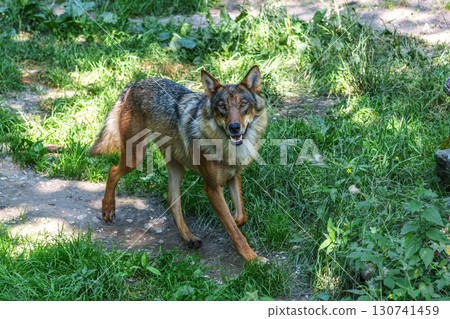 European Grey Wolf, Canis lupus in a german park European Grey Wolf, Canis lupus in a german park 130741459