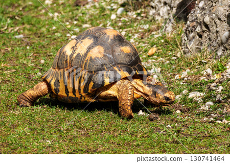 The radiated tortoise, Astrochelys radiata. This species is Critically Endangered and native Madagascar. The radiated tortoise, Astrochelys radiata. This species is Critically Endangered and native Madagascar. 130741464