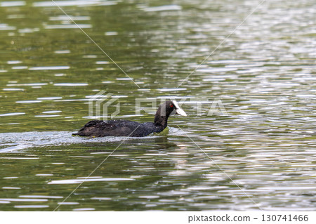 The Eurasian coot, Fulica atra swimming on the Kleinhesseloher Lake at Munich, Germany 130741466