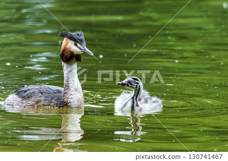 Family of Great Crested Grebe, Podiceps cristatus with beautiful orange colors, a water bird with red eyes. 130741467
