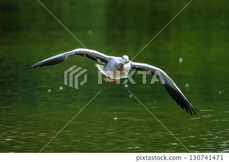 The bar-headed goose, Anser indicus flying over a lake in English Garden in Munich 130741471