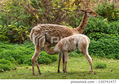 Baby Vicuna, Vicugna Vicugna, relatives of the llama 130741477