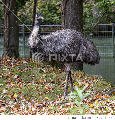 Emu, Dromaius novaehollandiae standing in grass in its habitat 130741478