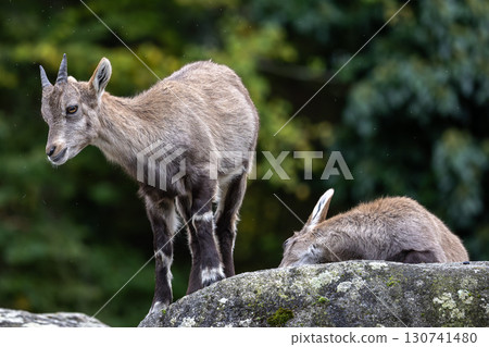 Young baby mountain ibex or capra ibex on a rock 130741480