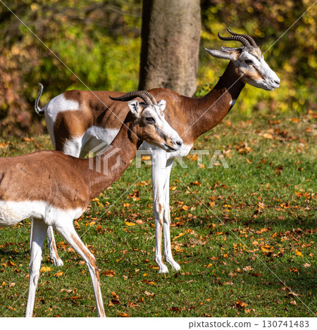 Dama gazelle, Gazella dama mhorr or mhorr gazelle is a species of gazelle 130741483