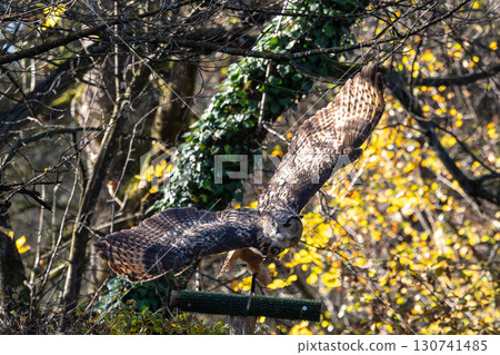 Siberian eagle owl, bubo bubo sibiricus. The biggest owl in the world Siberian eagle owl, bubo bubo sibiricus. The biggest owl in the world 130741485
