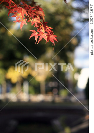 Bright red autumn leaves 130741677