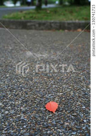 Fallen leaves on asphalt Fallen leaves on asphalt 130741715