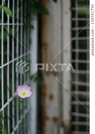 籬笆上的蛭月見草 130741750