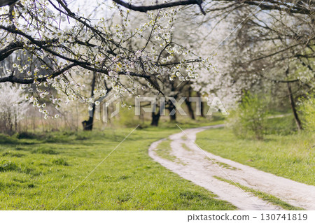 Scenic spring road winding through blooming cherry trees in the countryside 130741819