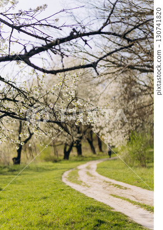 Spring path winding through blooming cherry trees in a sunny countryside landscape Spring path winding through blooming cherry trees in a sunny countryside landscape 130741820