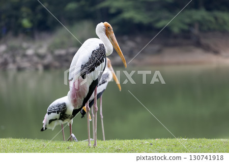 Group Painted Stork bird (Mycteria leucocephala) in garden 130741918